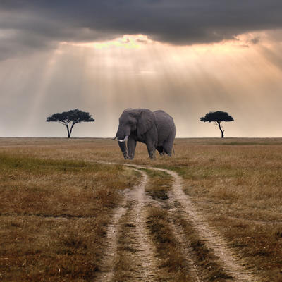 Africa